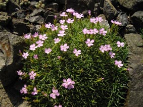 Dianthus erinaceus